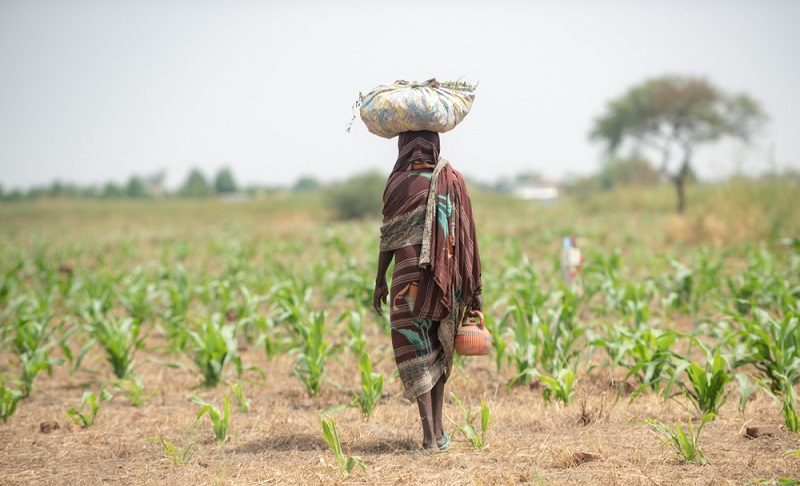 Woman walking through green crops in northern Kenya